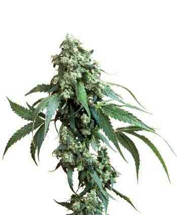 Jack Flash > Sensi Seeds | Semillas Regulares  |  Híbrido